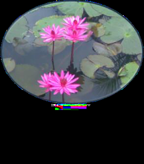 Lotus flowers, from the tour photographs at Kapilavastu